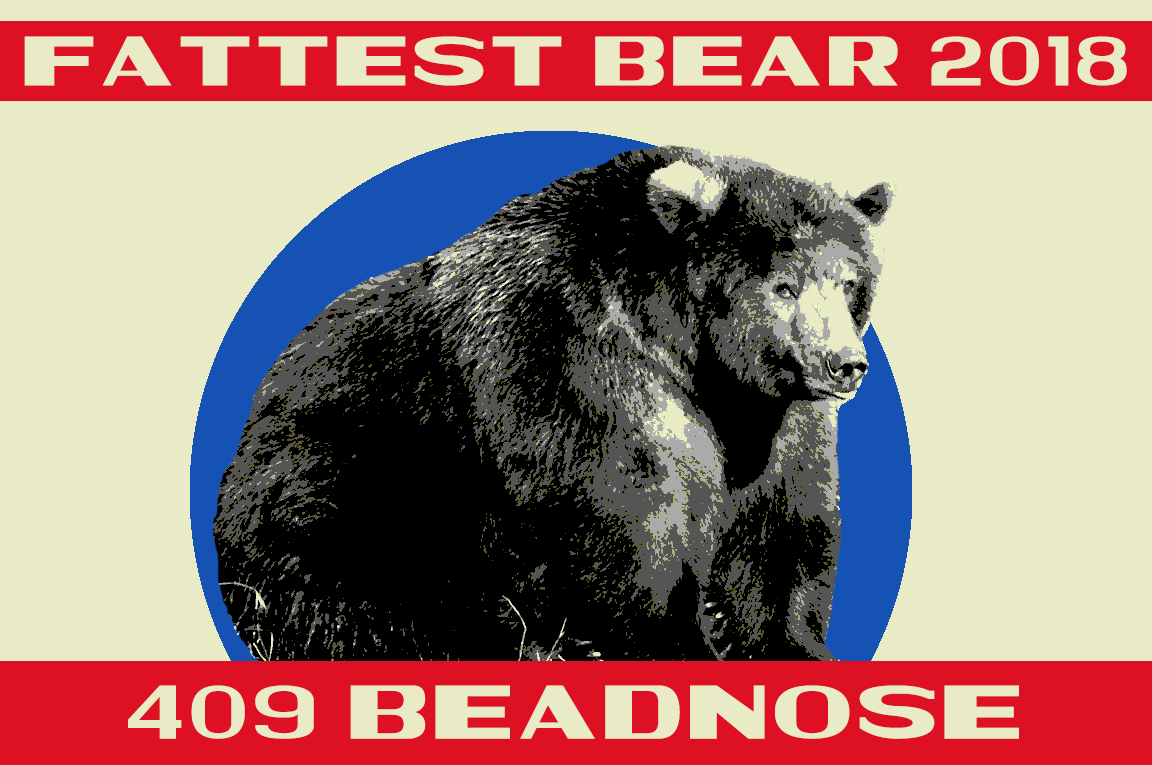 "Fattest Bear 2018. 409 Beadnose" "Fattest Bear 2018. 409 Beadnose"