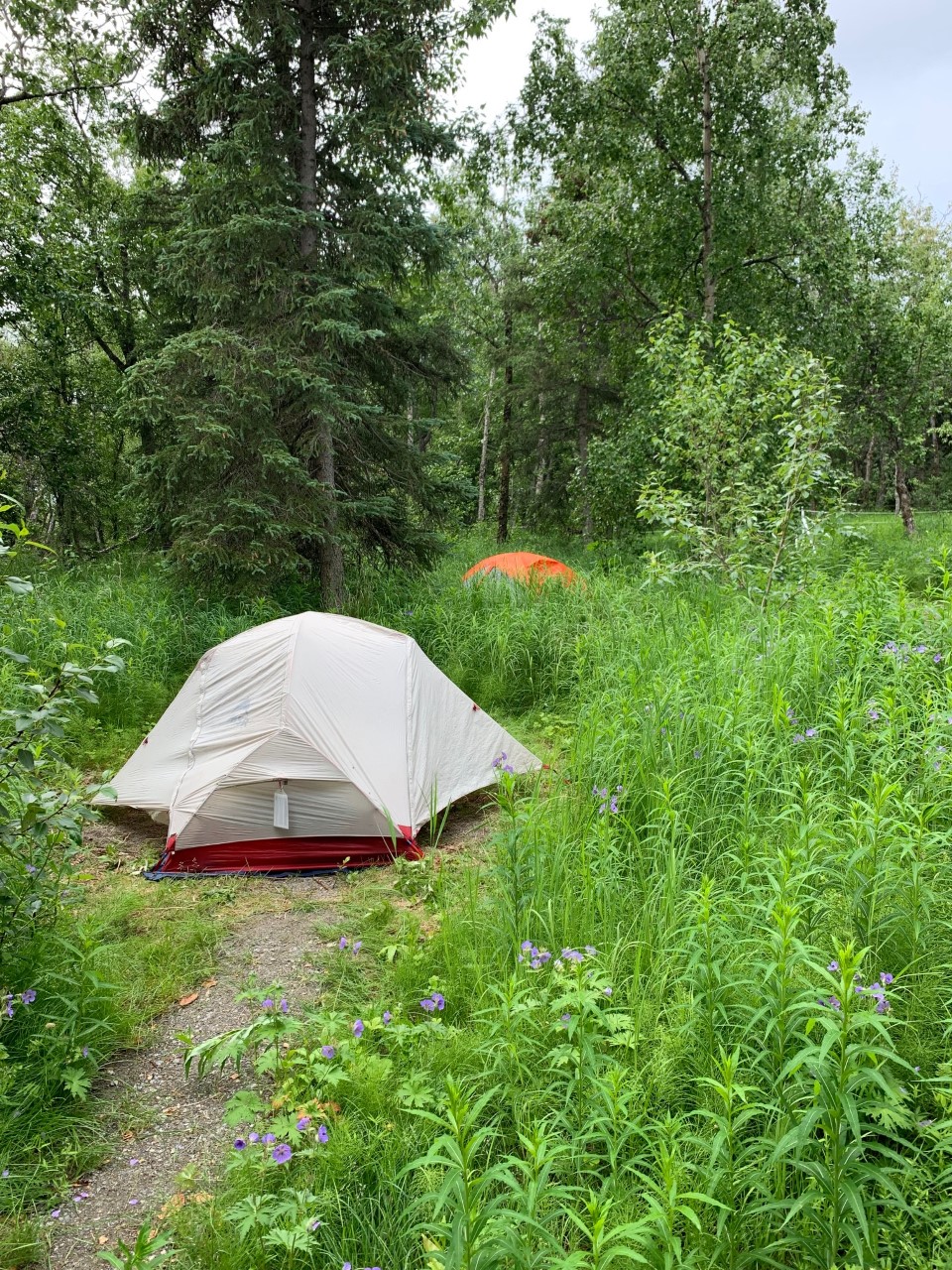 Two tents in the Brooks Camp campground. A short trail leading to a white tent. A second orange tent is in the background. Both tents surrounded by tall grasses and trees.