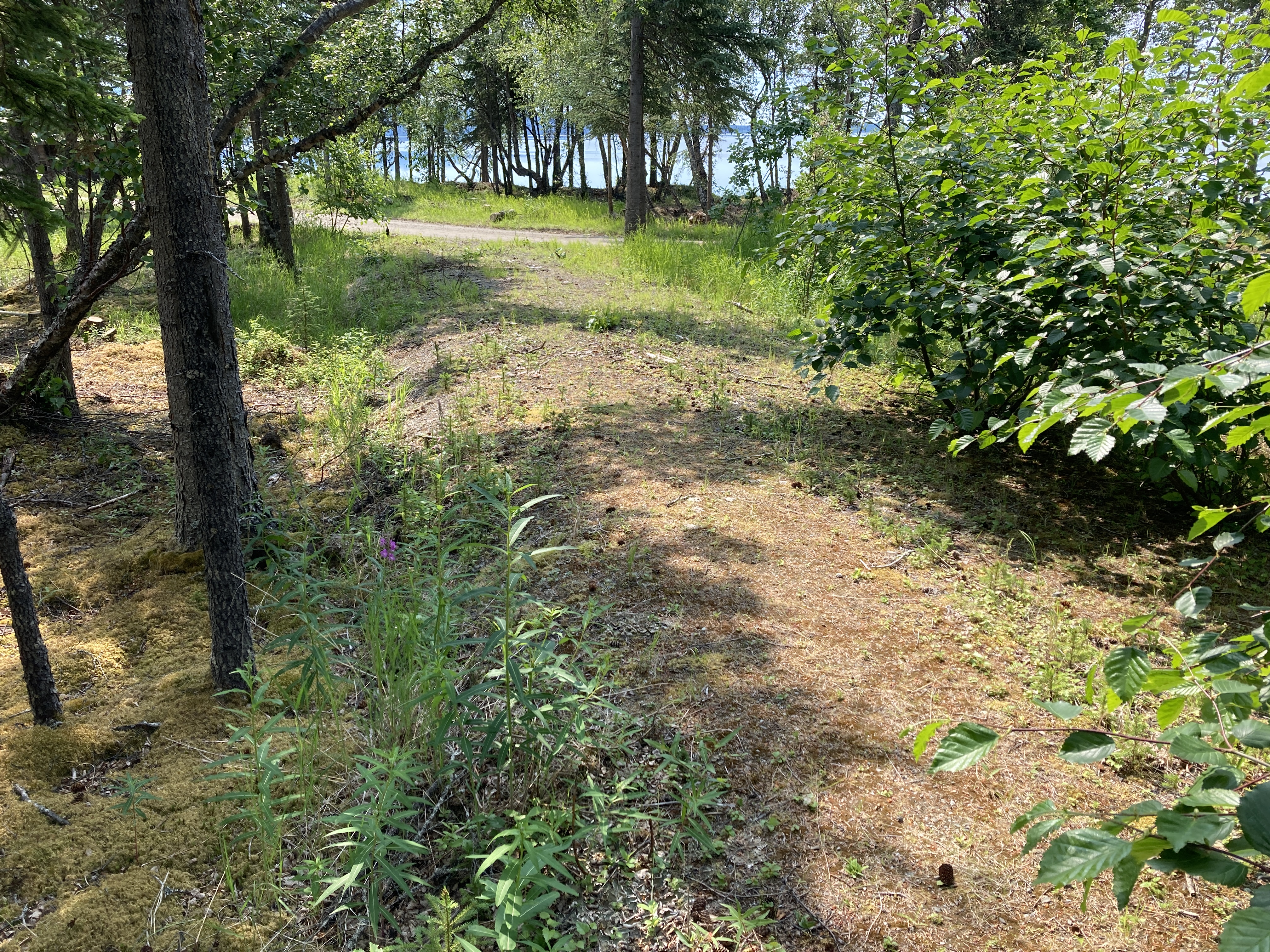 Unplanned road segment near Lake Brooks in Katmai National Park