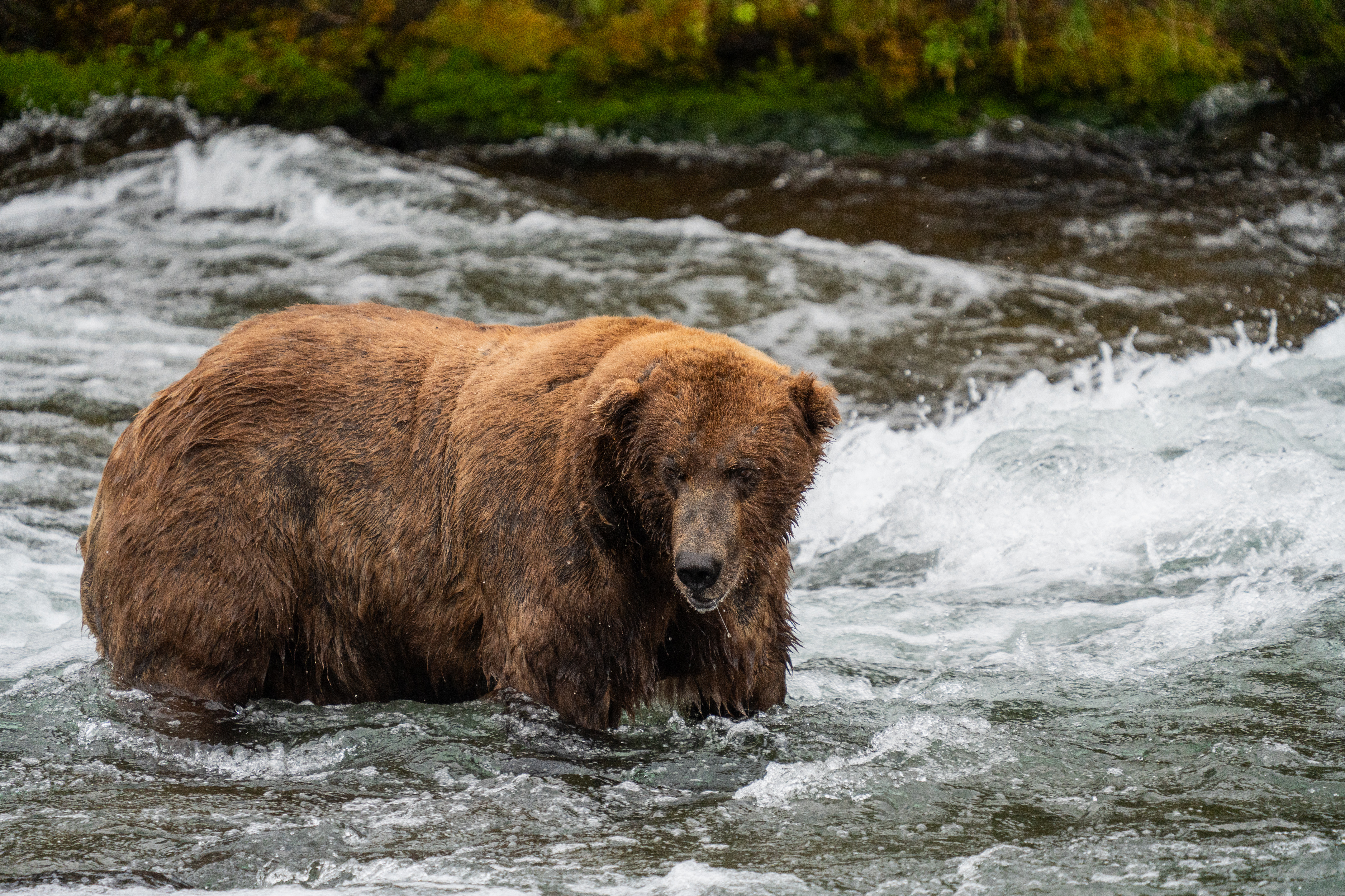 2023-fat-bear-week-dates-released