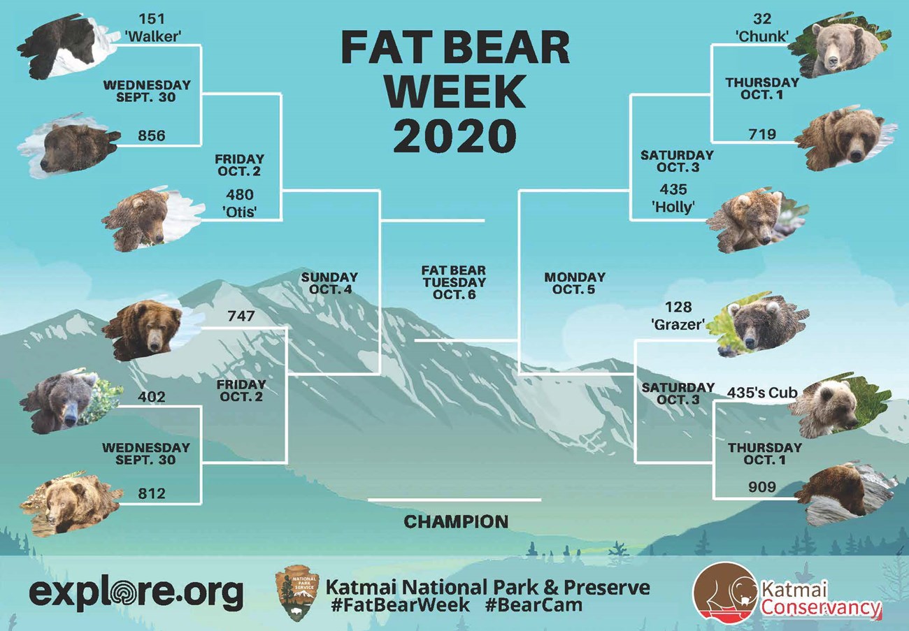A chart that shows the competition brackets for bears for the 2020 Katmai Fat Bear Week event