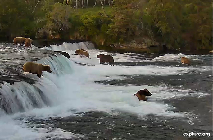 Screen shot of bears at Brooks Falls, July 2014