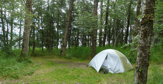 green and white dome tent in grassy clearing of wooded camping area.