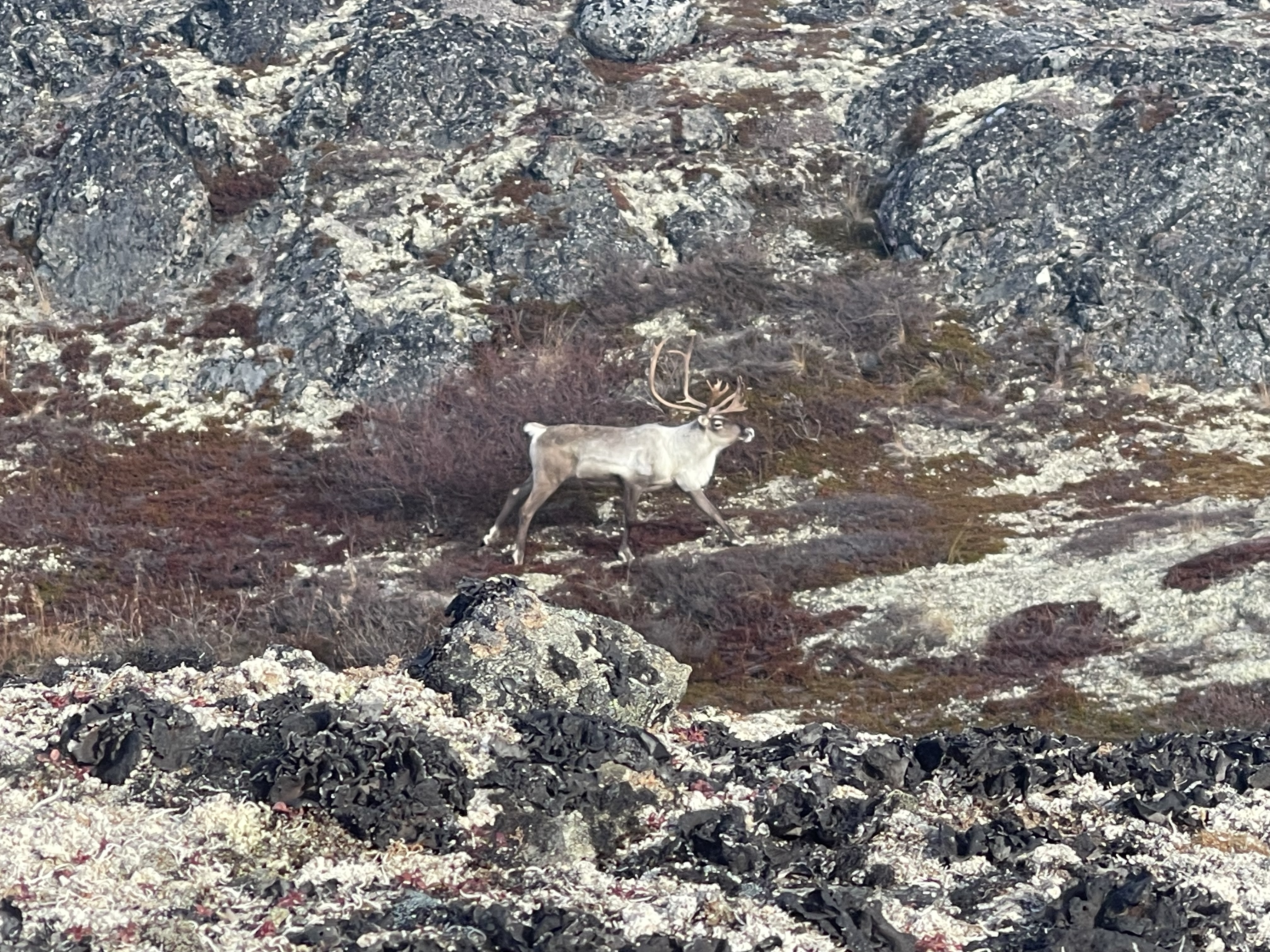 Katmai caribou