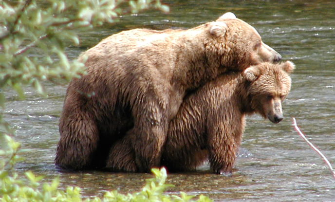 Brown Bear Frequently Asked Questions - Katmai National Park & Preserve  (U.S. National Park Service)