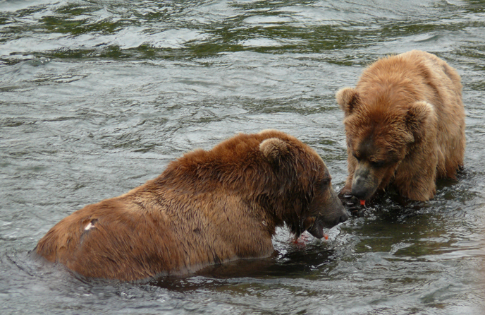 Brown Bears Fishing at Alaska's Brooks Falls - The Atlantic