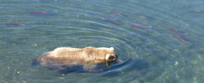 Alaska Pooping Brown Bear With Fish Key Chain - Alaska Wild Country