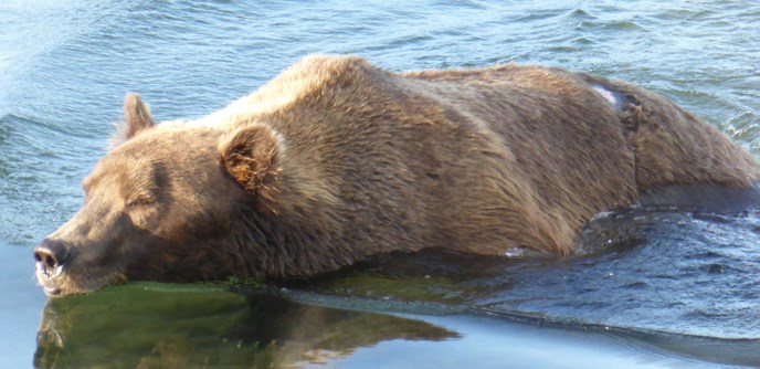 489 Ted fishing near the floating bridge at Brooks Camp