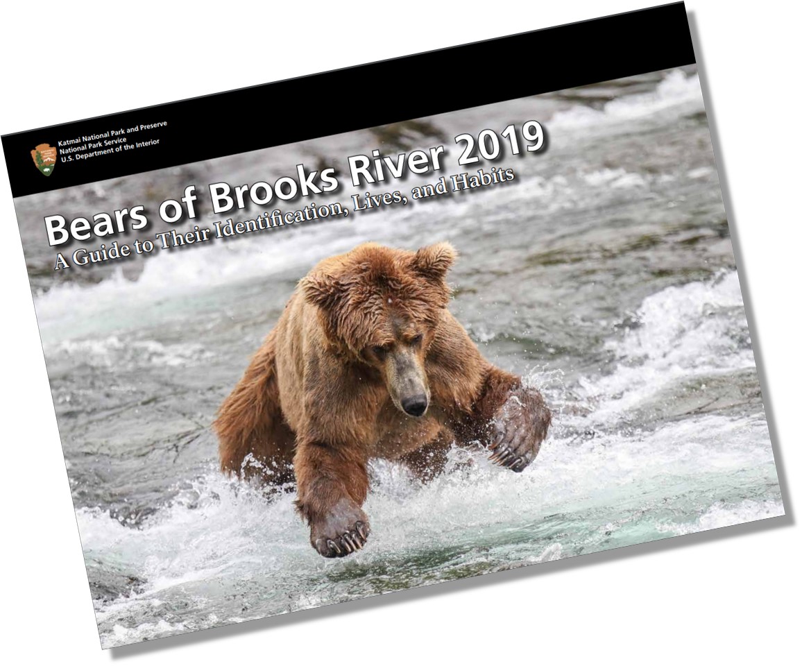 Bear Book 2019 cover Bear Book 2019 cover