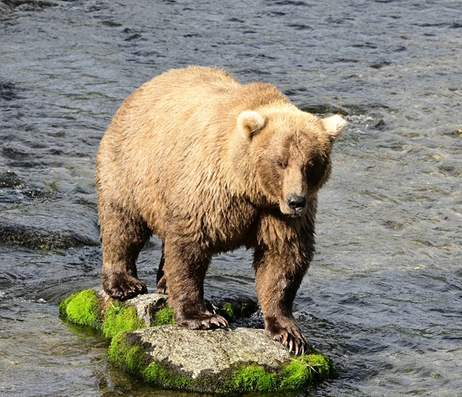 A fat blonde bear stands on a rock in a shallow river