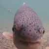 Rainbow trout on the underwater cam