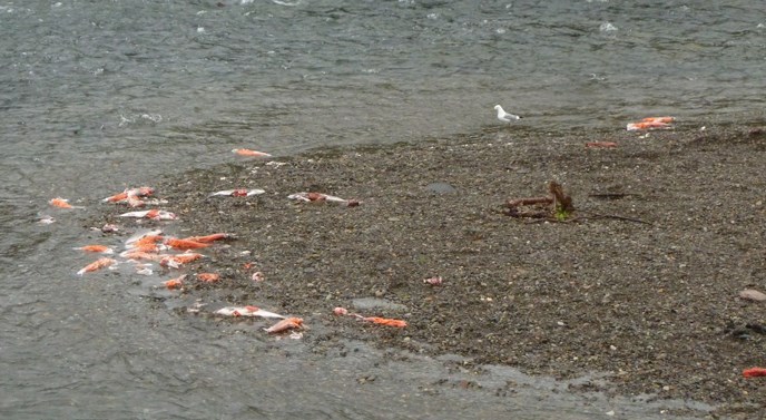 Salmon carcasses on the island downstream of Brooks Falls