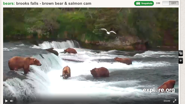Screen Shot of Bears at Brooks Falls Screen Shot of Bears at Brooks Falls