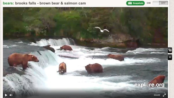 Screen Shot of Bears at Brooks Falls