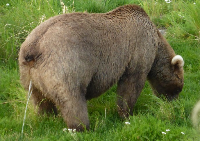 Adult female bear urinating
