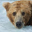 Brooks Camp Bear Watching