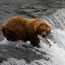 Brooks Falls Bearcam