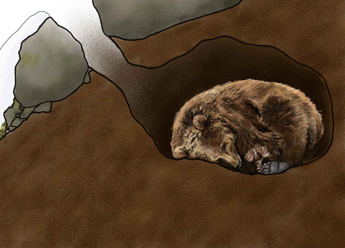 Hibernation in Bears - Katmai National Park & Preserve (U.S. National Park Service) - Brooks Camp Bear Blog