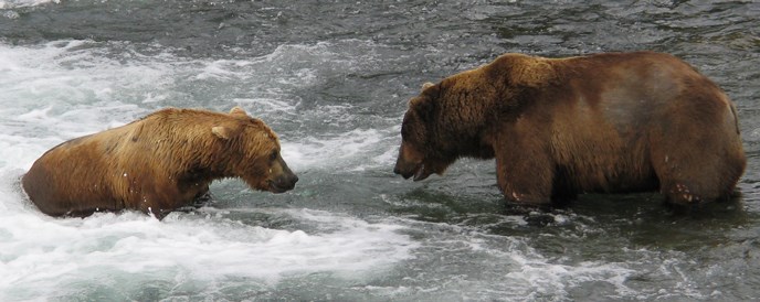 Bears at Brooks Falls (218 Ugly on the left and 24 BB on the right)