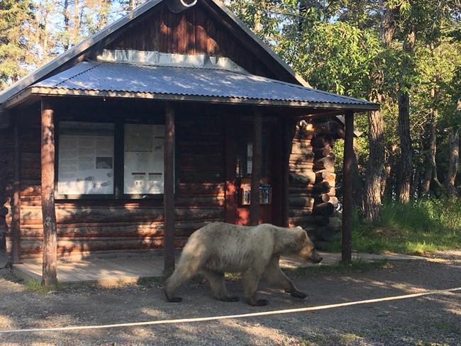 A large brown bear walking down a stone path in front of a large wood building.