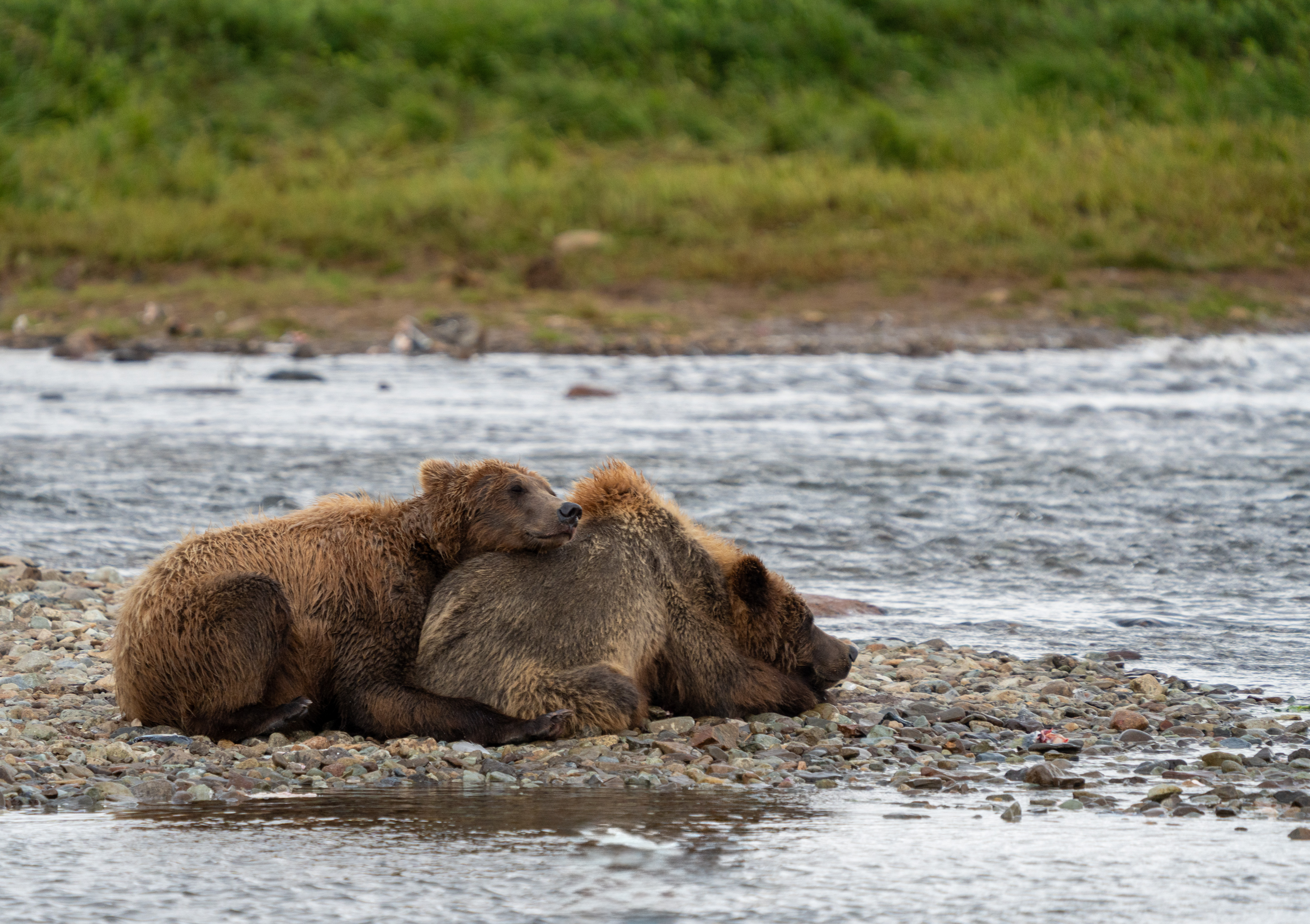 two bears on a gravel bar cuddle, one's head is on the other's body, they are both facing the same direction
