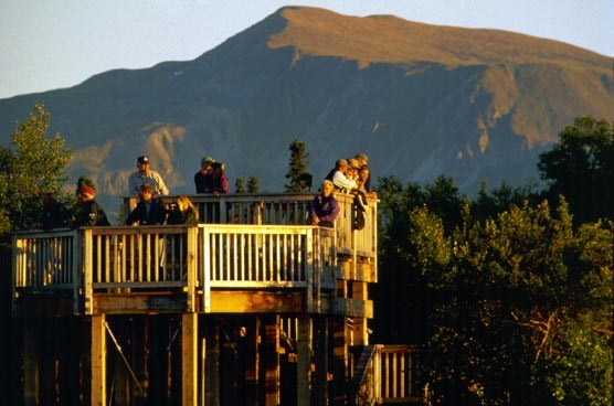 people standing on a platform in a forest