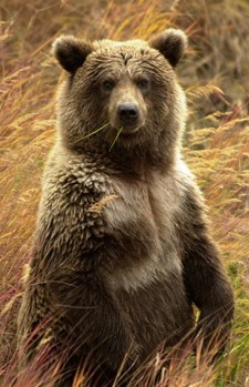 A bear stands in grass and looks towards the photographer.