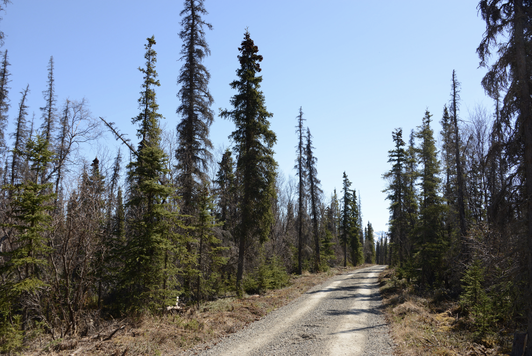 A flat gravel road surrounded by trees