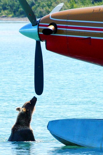 A curious bear investigates a plane's propeller.