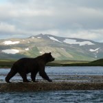 bear-fishing-at-the-confluence-of-Moraine-and-Funnel-Creeks