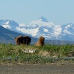 brown bear on beach near south Hallo Bay meadows