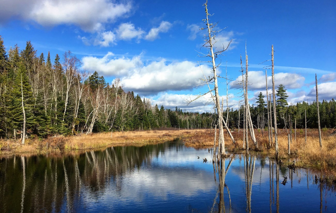 Wetland lined with trees reflected in the open water.