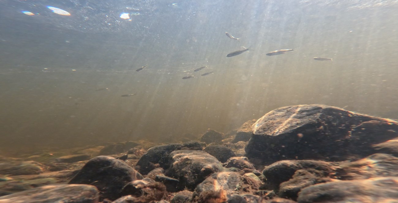 Underwater shot of the East Branch of the Penobscot River. A school of fish swims through a sunbeam.
