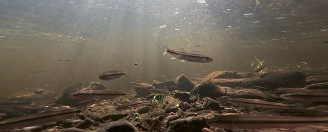 A school of fish swims over rocks and grasses under the surface of the East Branch of the Penobscot River.