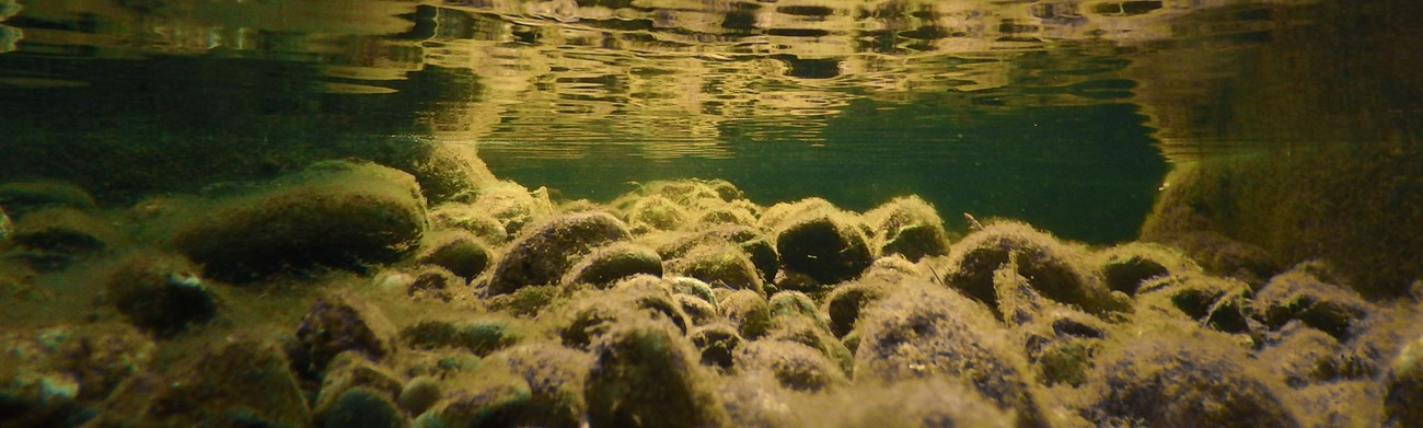 An underwater view of Orin Falls, with moss and algae covered rocks