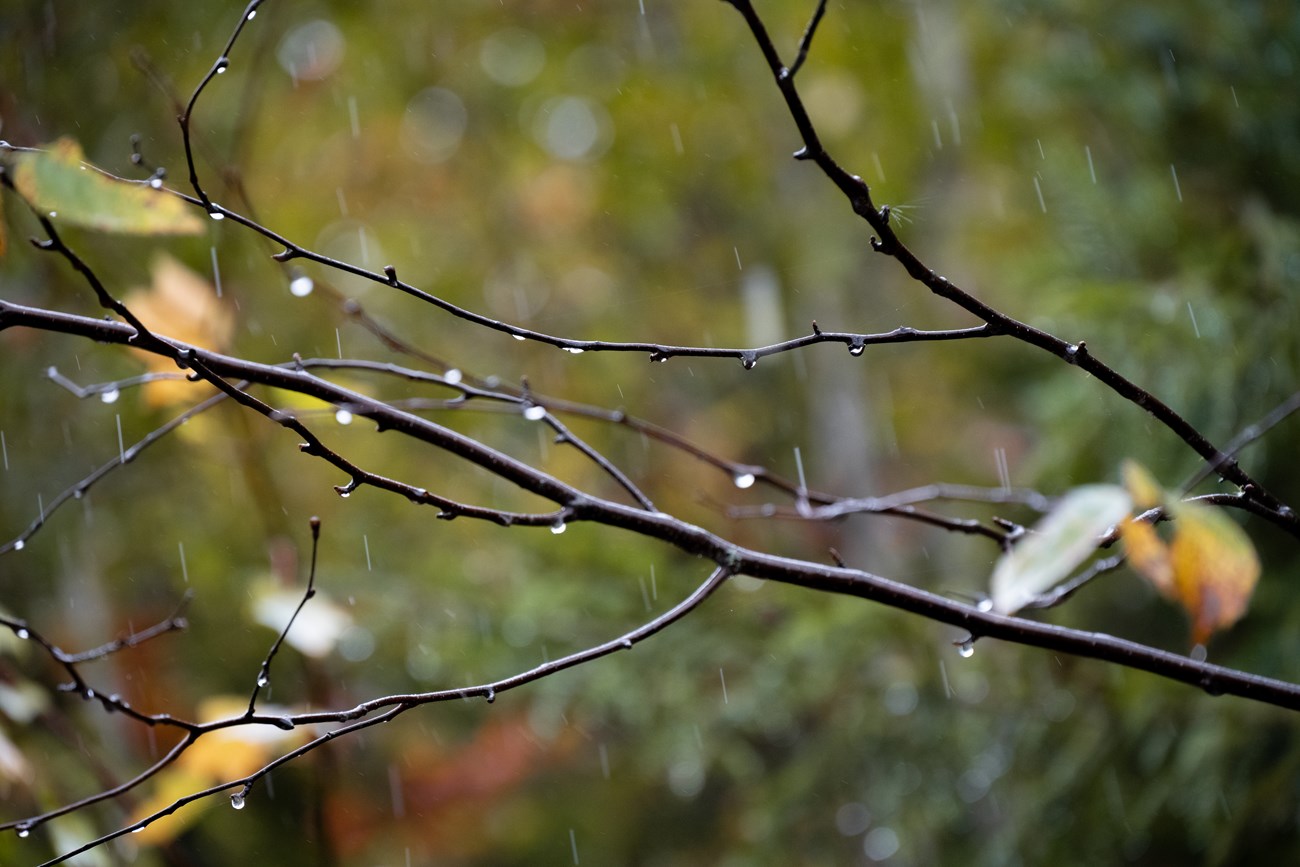 Rain pours down onto a tree branch and leaves with a green vegetative background.