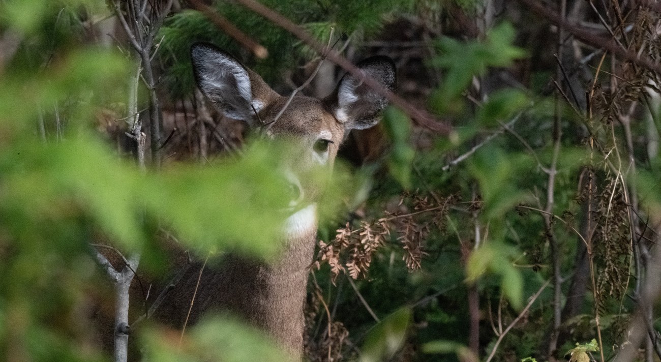 A deer peeks out from behind a tree.
