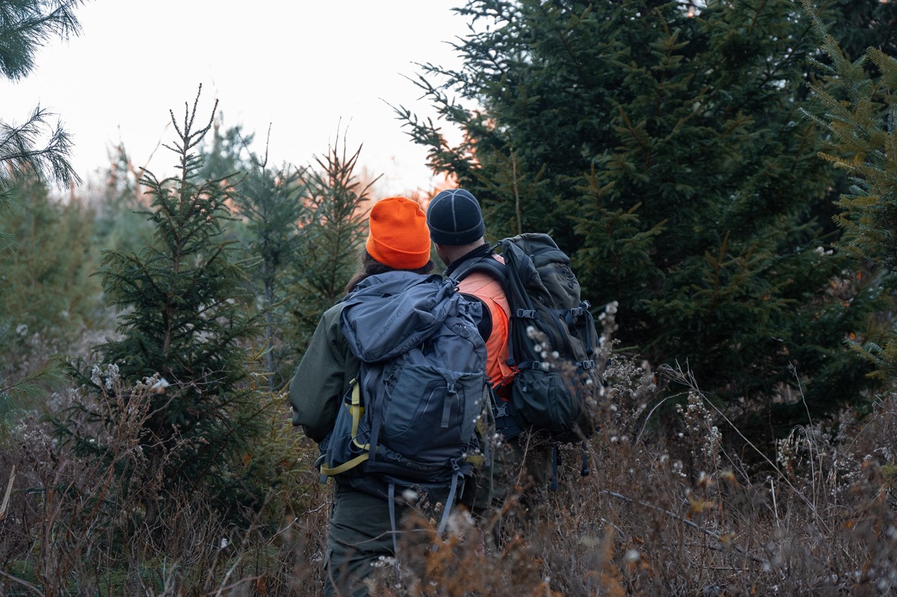 Two researchers scout a location for camera trapping between tall evergreen trees.