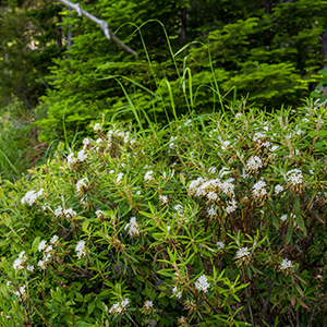 Trees and Shrubs - Katahdin Woods and Waters National Monument (U.S ...