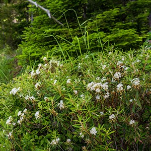 Labrador tea shrub growing in the woods. The shrub has small green oblong leaves and small clusters of white flowers.