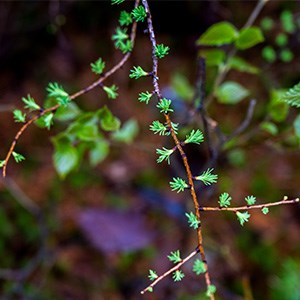A close-up image of spring tamarack leaves growing. The leaves are short, soft, and long, similar to pine needles and bright light green.