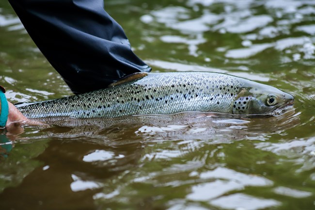 Atlantic Salmon - Katahdin Woods and Waters National Monument (U.S.  National Park Service)