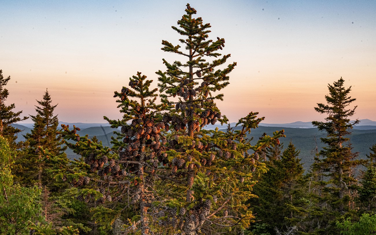 Trees covered in cones grow on a mountain with the setting sun in the background. Hues of pink, orange, and blue fill the sky.