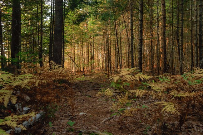 Sunlight comes through a row of trees near Twin Ponds. The light is golden and the tree trunks are brown. A path leads into the woods.