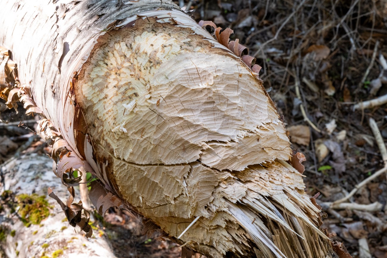 A tree with signs of beaver activity.