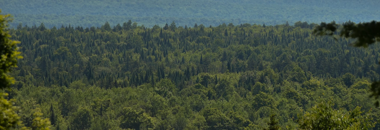 KAWW forest as seen from the contact station. A band of evergreen trees as seen from the contact station.