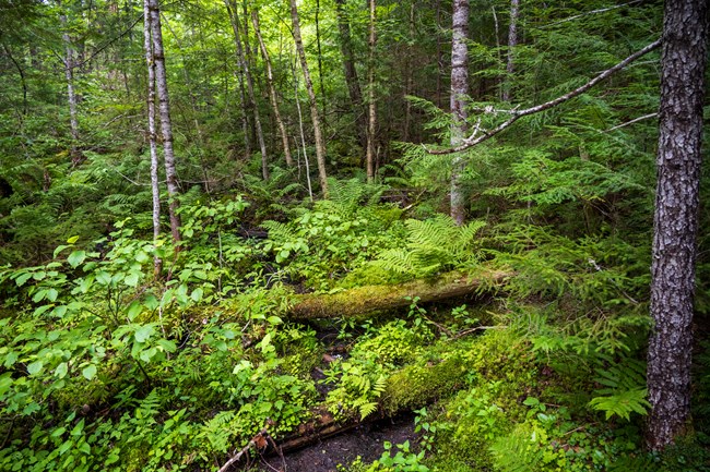 Green trees and green ferns blanket the temperate forest floor. Fallen logs and water are visible on the forest floor.