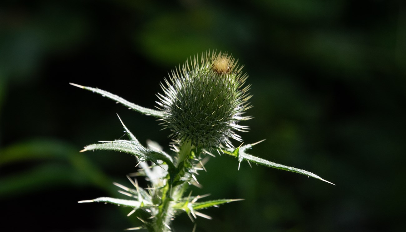 An unopened purple thistle bud sits in the sunlight.