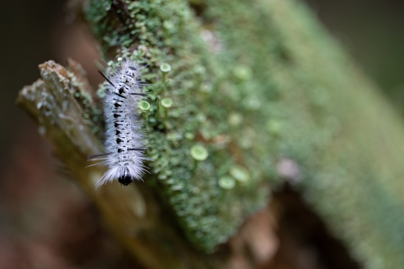 A Hickory Tussock moth caterpillar on a log covered with lichen. The caterpillar has long white hairs on its body, which is mostly white with a black speckled pattern.