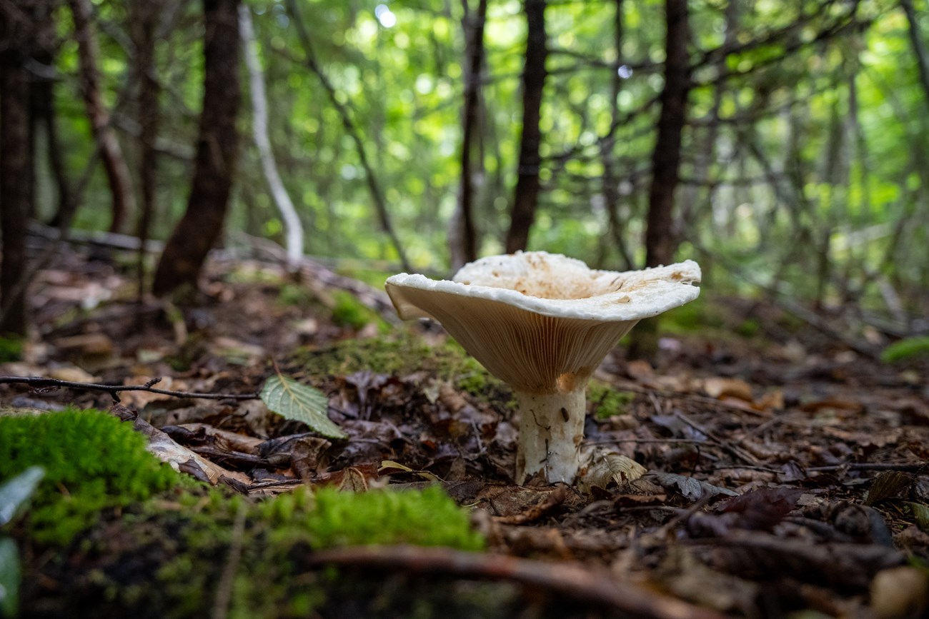 A large white mushroom grows near moss on the forest floor.
